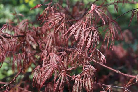 Acer Palmatum Spring Green And Red Leaves Laceleaf Japanese Maple Tree Stock Image Image Of