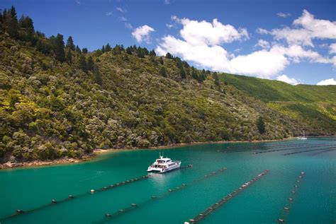 Marlborough Sounds Gourmet Seafood Cruise | Holidays 2024/2025 | Luxury ...