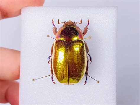 The Spiritual Meaning Of The Golden Beetle Thereadingtub