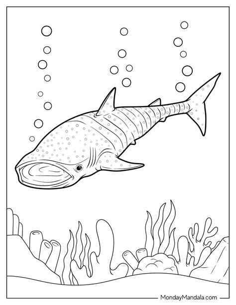 34 Shark Coloring Pages (Free PDF Printables)