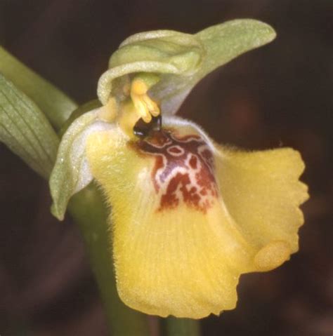 Ophrys Lacaitae