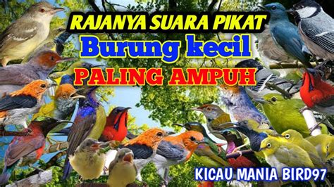 Suara Pikat Burung Kecil ANDALAN PARA PEMIKAT Paling Ampuh YouTube