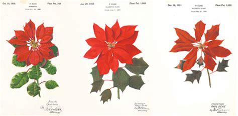 Plant Patents and the Story Behind Poinsettia Plants