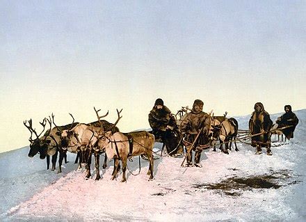 Reindeer herding - Wikipedia