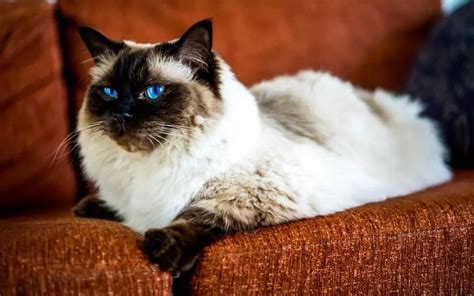 Rag Doll Siamese Cat Mix