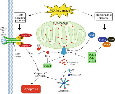 Dna Damage Pathway