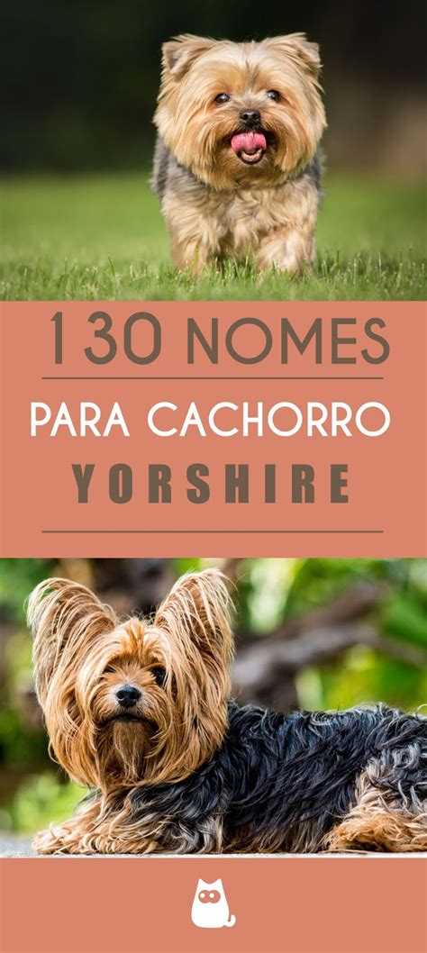 Nomes para cachorros yorkshire Fêmea e macho mais de 100