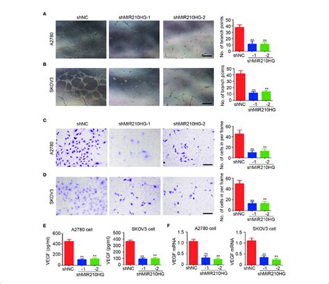 LncRNA MIR210HG Promotes Angiogenesis In Ovarian Cancer A B The