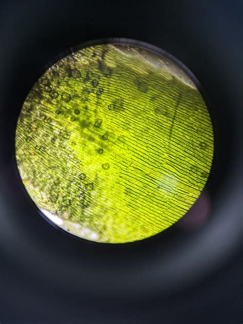 Waterweeds Aka Elodea Cells Under Microscope Scrolller