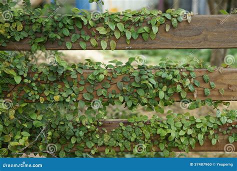 Ficus Pumila And Wooden Fence Stock Photo Image Of Decoration