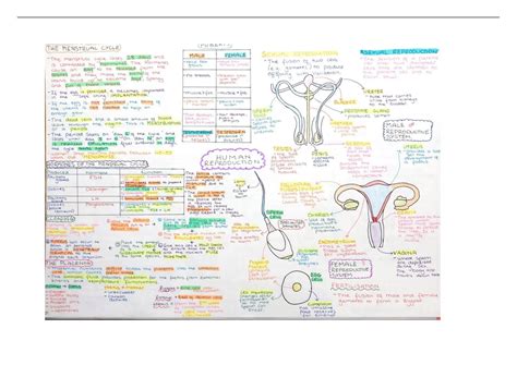 Summary Human Reproduction Mind Map Igcse Edexcel Biology Stuvia Uk