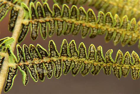 Flora Of Zimbabwe Individual Record No Thelypteris Confluens