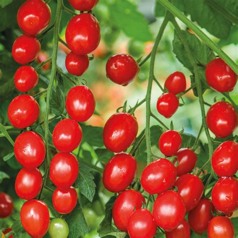 Unwins Cherry Plum Tomato Celano F1 Seeds Vegetables Unwins Uk