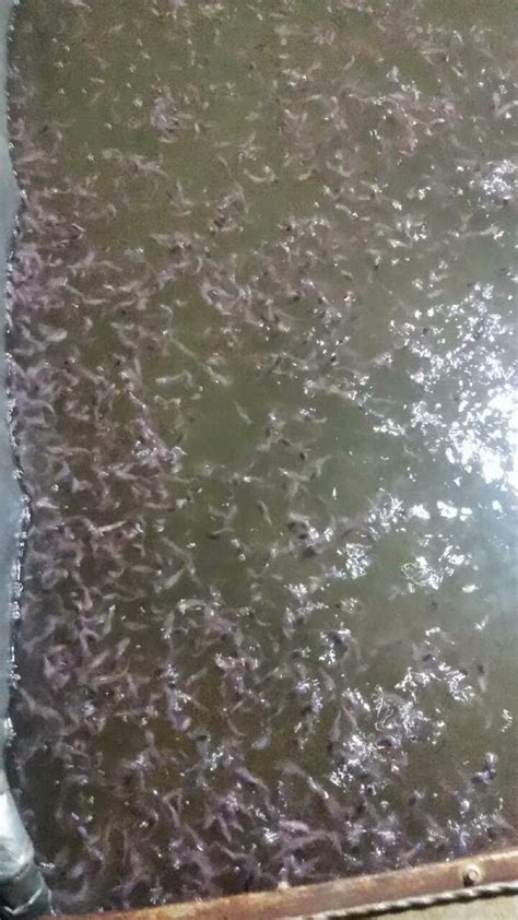 Dk Fish Farm