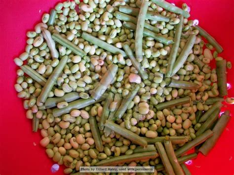 Lady Southern Pea Victory Seeds® Victory Seed Company