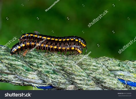 Arthropoda Diplopoda - Male Female Blackandyellow Millipede Arthropoda Diplopoda Stock Photo ...