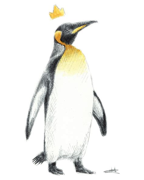 Emperor Penguin Drawing