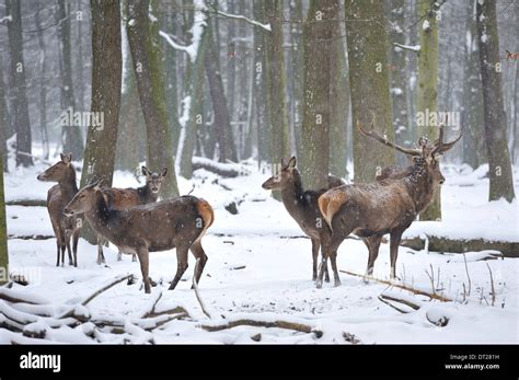 Wild animals in forest.Eurasian elk (Europe Stock Photo - Alamy