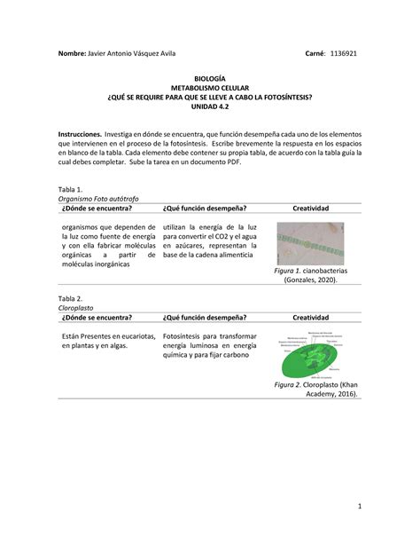 Elementos que intervienen en la fotosíntesis Nombre Javier Antonio