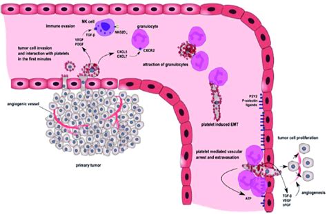 Role Of Platelets In The Metastatic Cascade Cells From The Primary