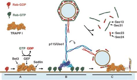 Model Of COPII Vesicle Tethering A TRAPP I Catalyzes Nucleotide