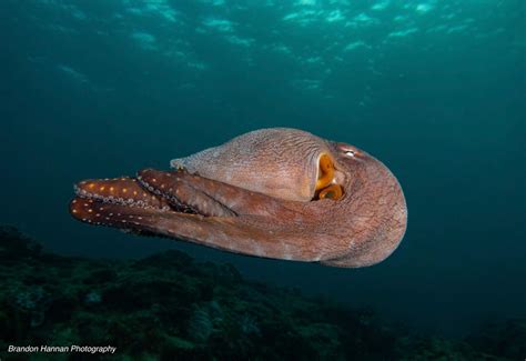 Common Octopus. Cyanea sp. : r/underwaterphotography