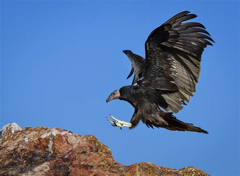 Turkey Vulture Landing Photograph By Rick Mosher Pixels