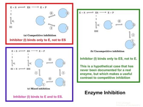 Enzyme kinetics