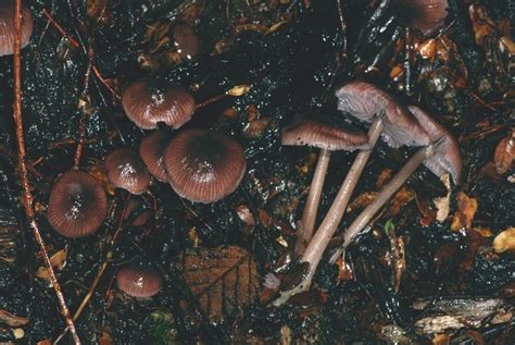 Virtual Mycota Mycena Sp Whakapapa PDD80862