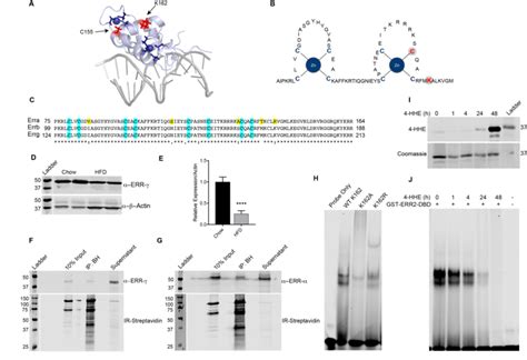 Hhe Modification Of Estrogen Related Receptor Beta Gamma Disrupts Dna