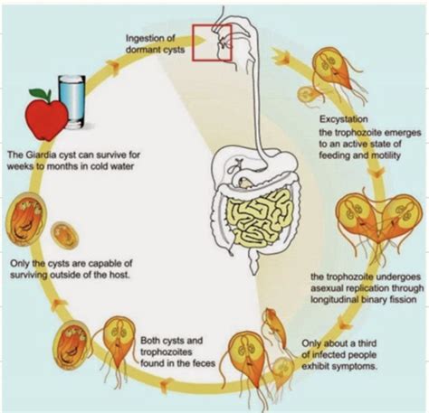 Parasitic Agents Of Gi Infections Flashcards Quizlet