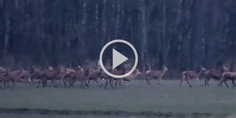 Vidéo Une harde de cervidés interminable filmée au lever du jour