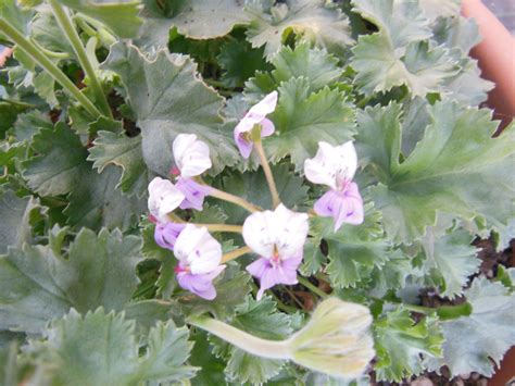 Pelargonium Crassicaule Malvarosa