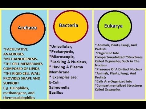 Difference Between Archaea Bacteria And Eukarya Youtube