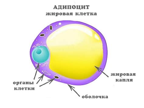 Жировая клетка - Анатомия просто! - YouTube