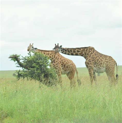 3 Days Unforgettable Tanzania Safaris TourismRendezvous