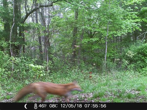 What Does A Fisher Cat Sound Like When It Screams