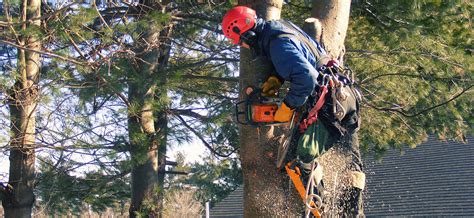 Tree Care Arborist Utah