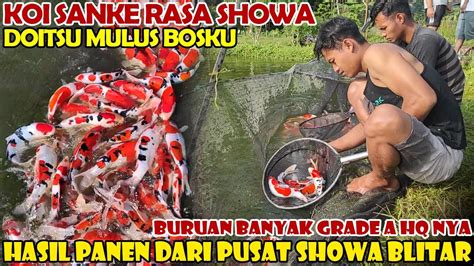 Panen Koi Dari Pusatnya Showa Blitar Hasilnya Ciamik Banyak Koi Grade