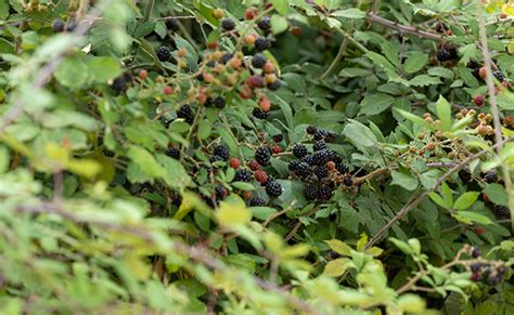 Radiquer Les Ronces Dans Votre Jardin Astuces Et Conseils Pratiques