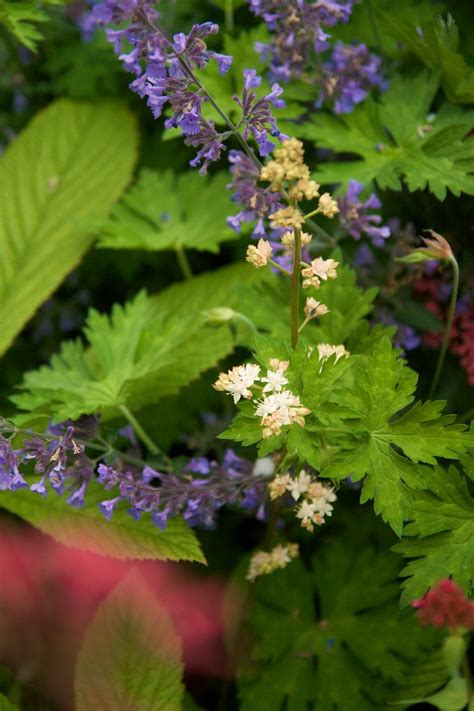 Rodgersia Aeuscifolia Scott Weber Flickr