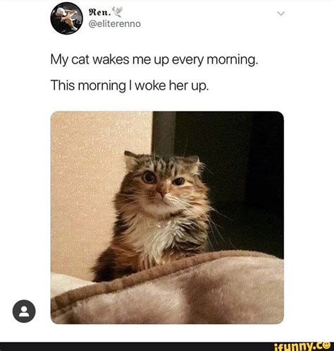 My Cat Wakes Me Up Every Morning This Morning I Woke Her Up Ifunny