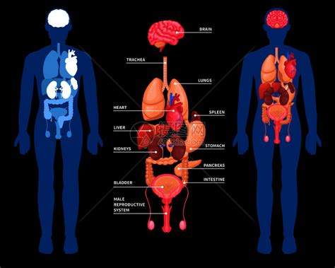 黑色背景矢量图上分离的男体内内脏的人体解剖布局人体解剖内脏布局插画图片下载 正版图片300909301 摄图网