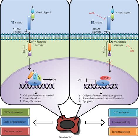 Diagram Of The Notch3 Signaling Pathway In Ovarian Csc A In Download Scientific Diagram