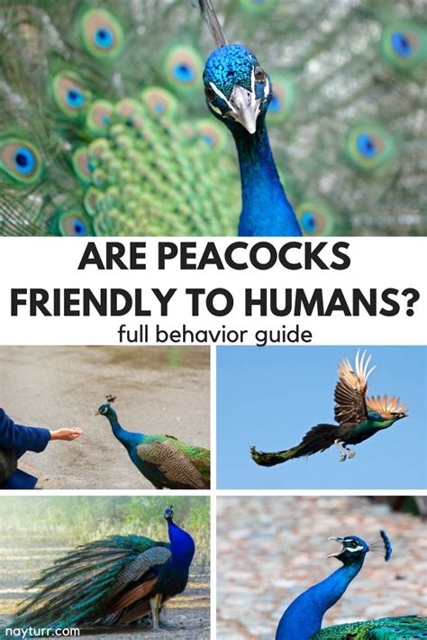 Are Peacocks Friendly To Humans Full Behavior Guide Nayturr