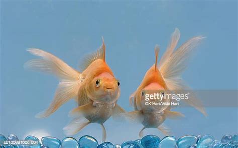 116 Goldfish Game Stock Photos, High-Res Pictures, and Images - Getty Images