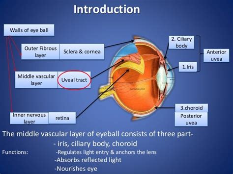 Anatomy of Uvea track