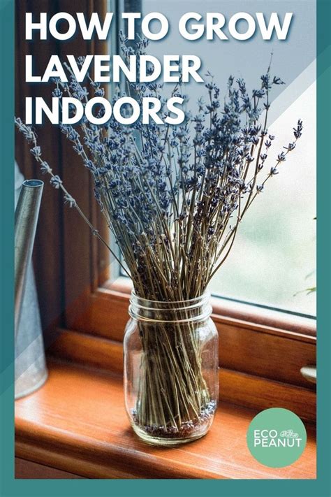 Growing Lavender Indoors 8 Easy Steps Growing Lavender Indoors