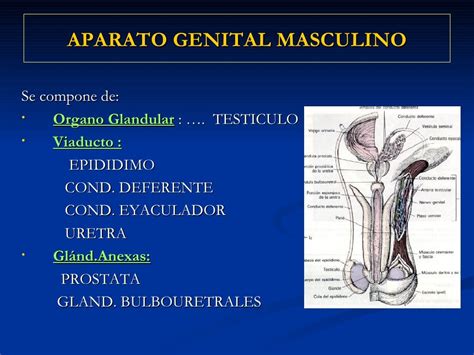 Sistema Genital Masculino