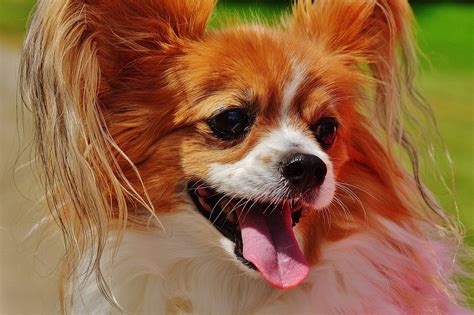 Free photo: Dog, Chihuahua, Cute, Small Dog - Free Image on Pixabay ...